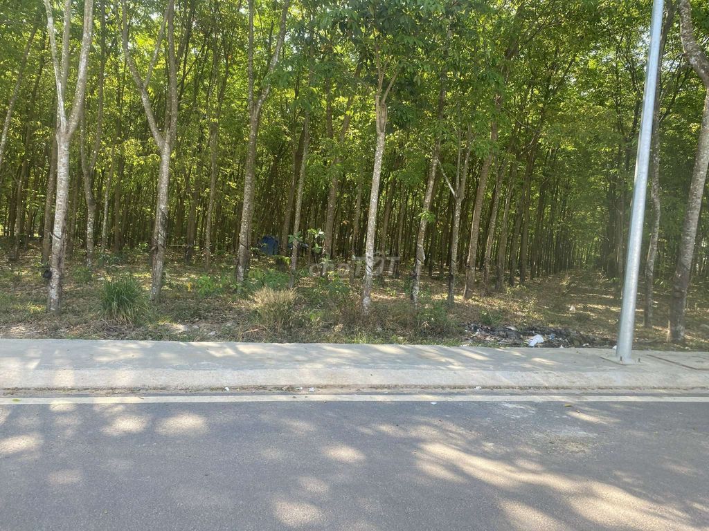Bán 500m2  Đất Mặt Tiền Huỳnh Văn Bánh, Thị trấn Chơn Thành