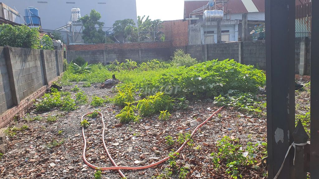 Kẹt tiền bán đất giá rẻ tại Tân Hiệp Hóc môn rộng 250m2 (10x25m)